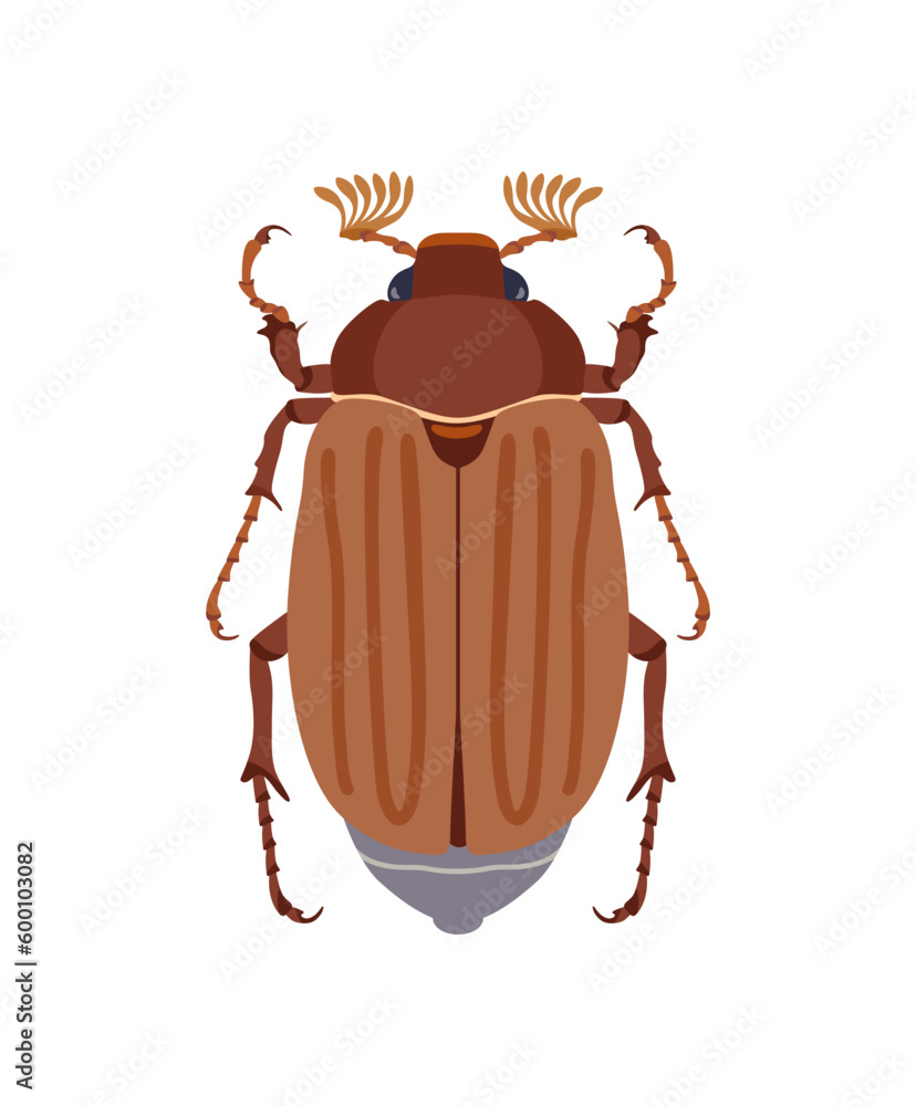 Chafer, May beetle. Vector illustration in cartoon style isolated on white background. Chafer, May beetle. Vector illustration in cartoon style isolated on white background.
