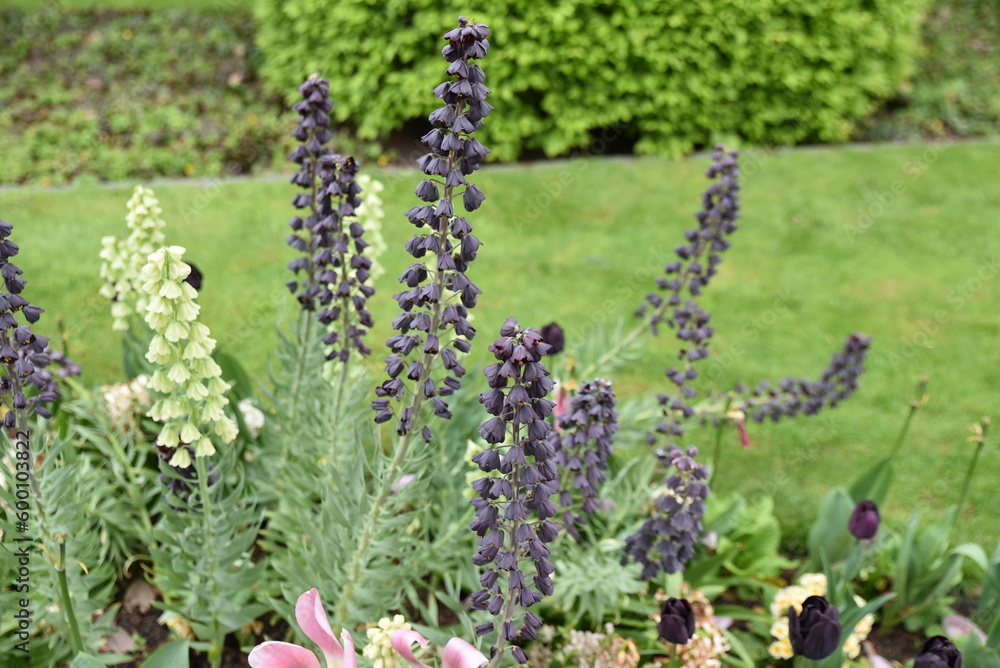 Obraz premium Fritillaria persica au jardin au printemps