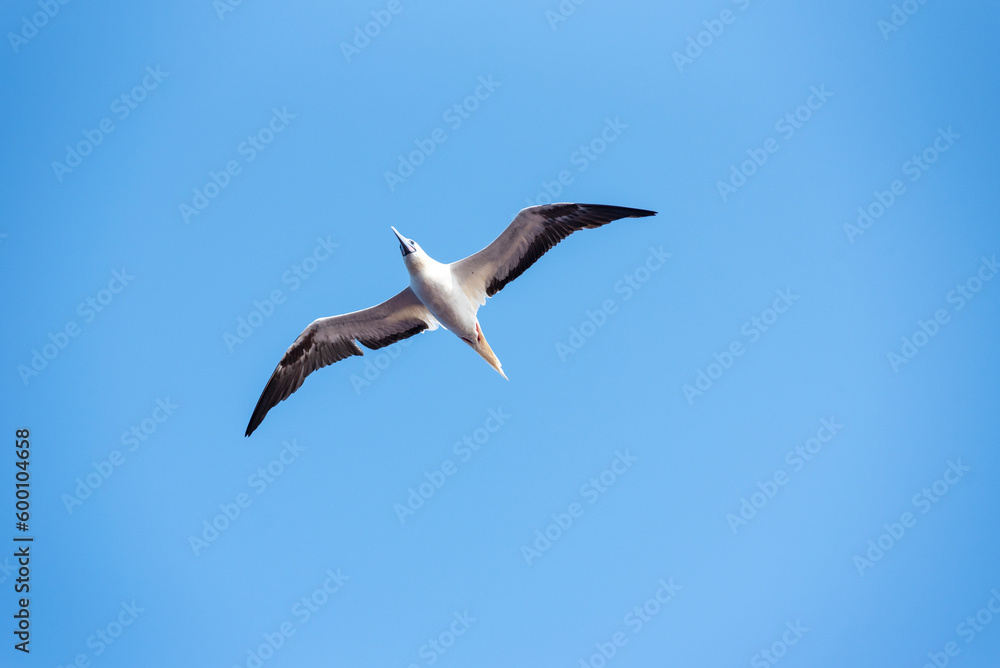 Seabird Masked, Blue-faced Booby (Sula dactylatra) flying over the ocean. Seabird is hunting for flying fish jumping out of the water. Seabird Masked, Blue-faced Booby (Sula dactylatra) flying over the ocean. Seabird is hunting for flying fish jumping out of the water.