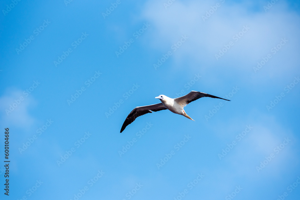 Seabird Masked, Blue-faced Booby (Sula dactylatra) flying over the ocean. Seabird is hunting for flying fish jumping out of the water. Seabird Masked, Blue-faced Booby (Sula dactylatra) flying over the ocean. Seabird is hunting for flying fish jumping out of the water.
