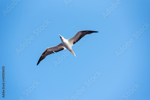 Seabird Masked, Blue-faced Booby (Sula dactylatra) flying over the ocean. Seabird is hunting for flying fish jumping out of the water.