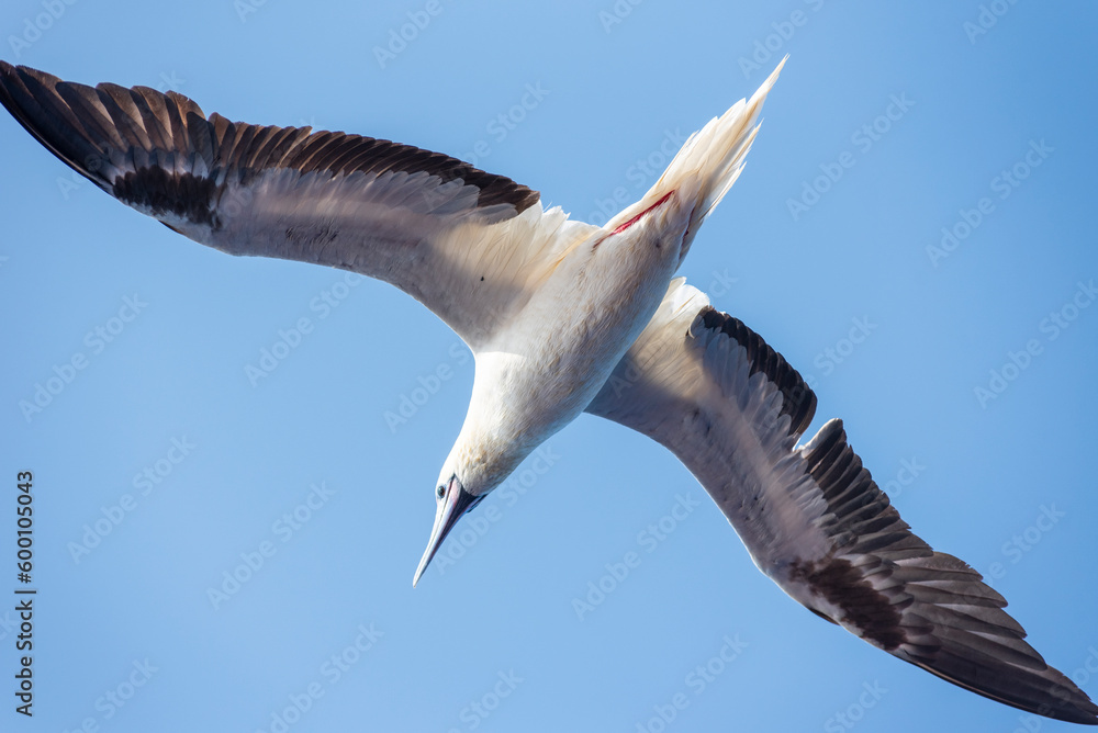 Obraz premium Seabird Masked, Blue-faced Booby (Sula dactylatra) flying over the ocean. Seabird is hunting for flying fish jumping out of the water.
