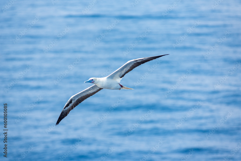 Seabird Masked, Blue-faced Booby (Sula dactylatra) flying over the ocean. Seabird is hunting for flying fish jumping out of the water. Seabird Masked, Blue-faced Booby (Sula dactylatra) flying over the ocean. Seabird is hunting for flying fish jumping out of the water.