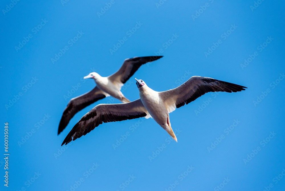Seabird Masked, Blue-faced Booby (Sula dactylatra) flying over the ocean. Seabird is hunting for flying fish jumping out of the water.