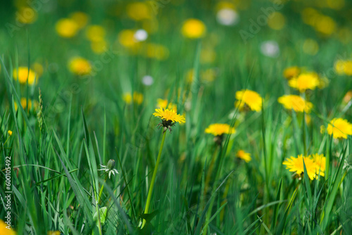Field of yellow dandelions. © Patryk Michalski