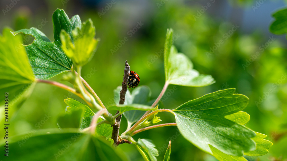 Ladybug on a green leaf. Ladybug in the shade of leaves. Ladybug close-up. A ladybug crawls along the stem of a plant. Ladybug on a green leaf. Ladybug in the shade of leaves. Ladybug close-up. A ladybug crawls along the stem of a plant.
