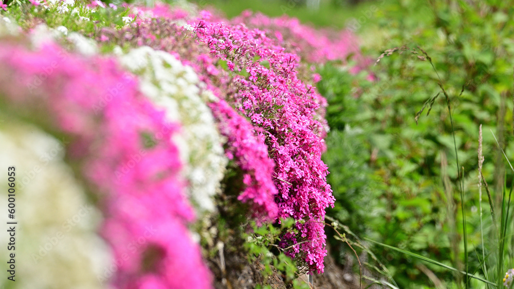 Obraz premium From all the flowers, I like the most those that bloom in spring