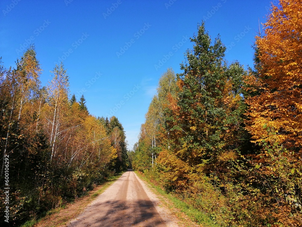road in autumn forest road in autumn forest
