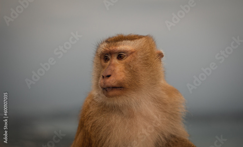 Photo of a monkey. monkey close