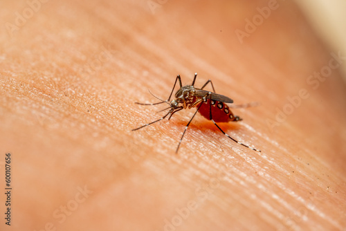 mosquito on the skin