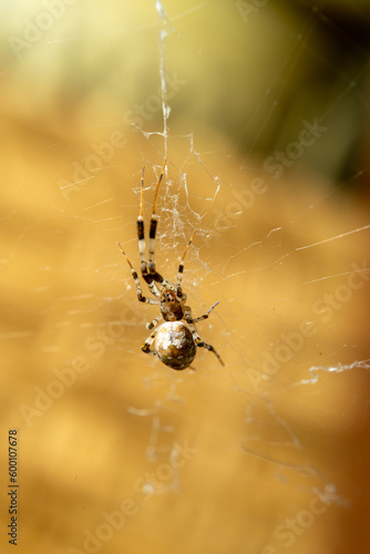 Ninja star Ceiling Spider on web