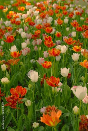 Red, Yellow, and White Blooming Tulips