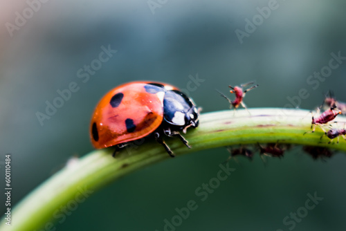 Ladybug on plant with aphids in a garden