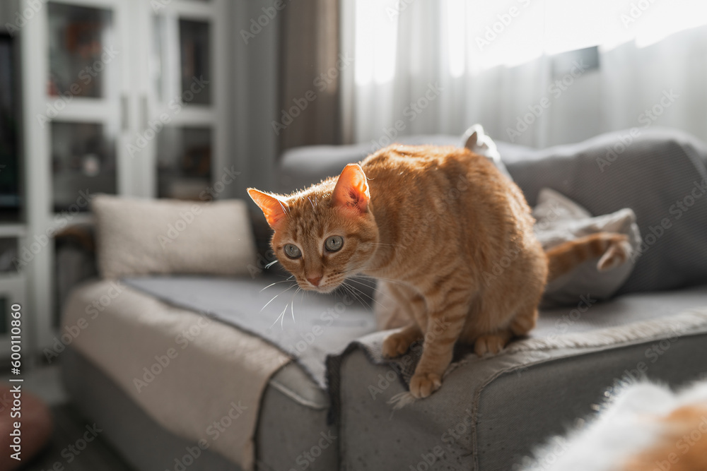 brown tabby cat sitting on a gray sofa under the light of the window