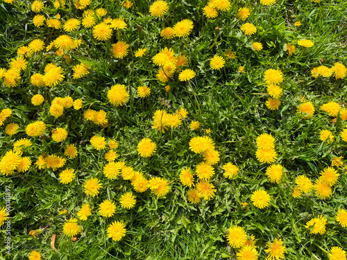 in spring in April, yellow dandelions bloom in the city