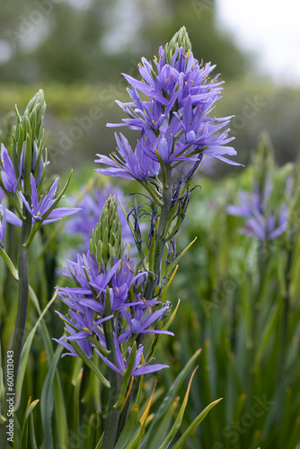 The beautiful blue flowers of Camassia leichtlinii caerulea, also known as the great camas or large camas. Captured otdoors in a natural garden setting. photo