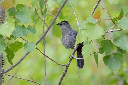 catbird photo