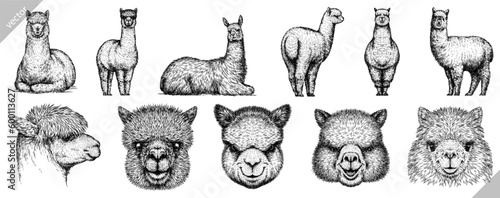 Vintage engraving isolated lama set illustration ink sketch. Alpaca background America animal silhouette art. Black and white hand drawn vector image.