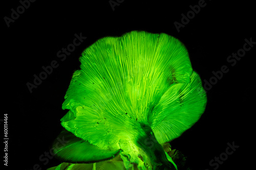 Bioluminescence Ghost mushroom, Ghost Fungus at night - Omphalotus nidiformis - bioluminescent, poisonous fungus found in NSW, Australia