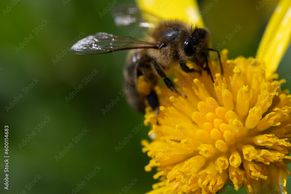 bee on flower bee on flower