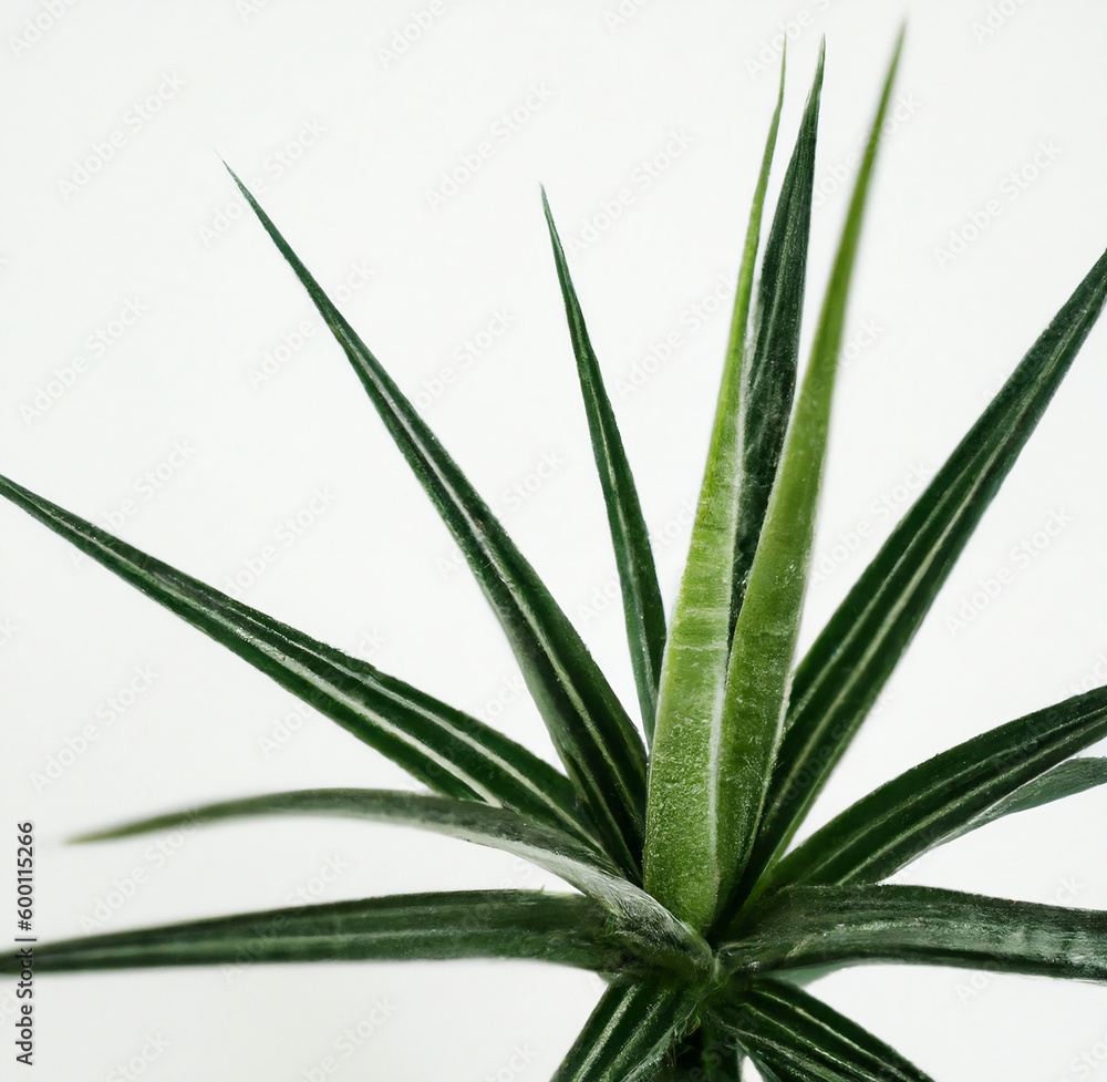 Fototapeta premium Aloe Vera Plant Leaves On White Background