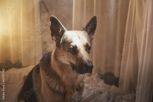 Dog German Shepherd inside of the bed room with a delicate interior with fabric curtains in the background. Russian eastern European dog veo indoors in the evening during photo shoot