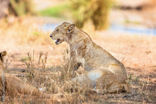 Large lion rests in the shadow with the pride