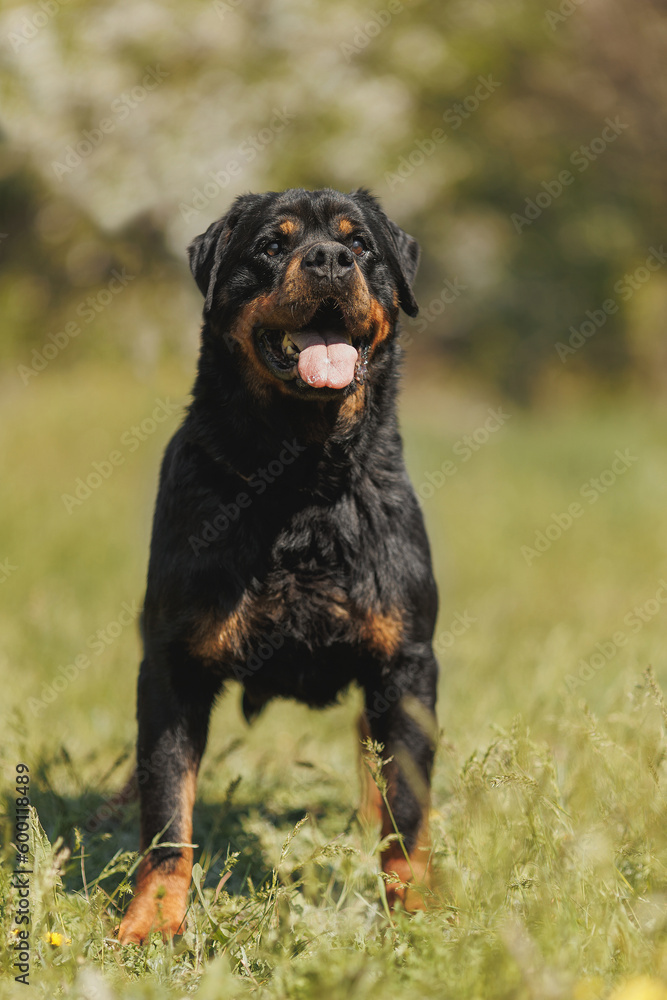 rottweiler dog animal portrait rottweiler dog animal portrait