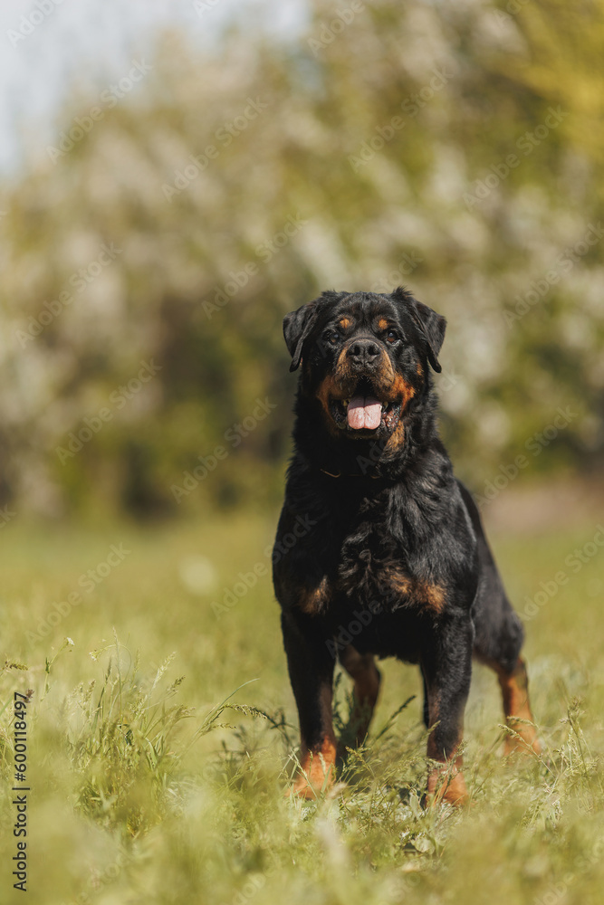 rottweiler dog animal portrait rottweiler dog animal portrait
