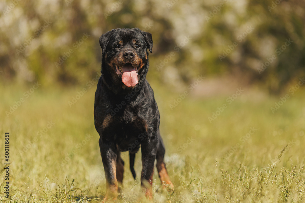 rottweiler dog animal portrait rottweiler dog animal portrait