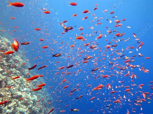 red sea fish and coral reef of blue hole dive in Egypt 
