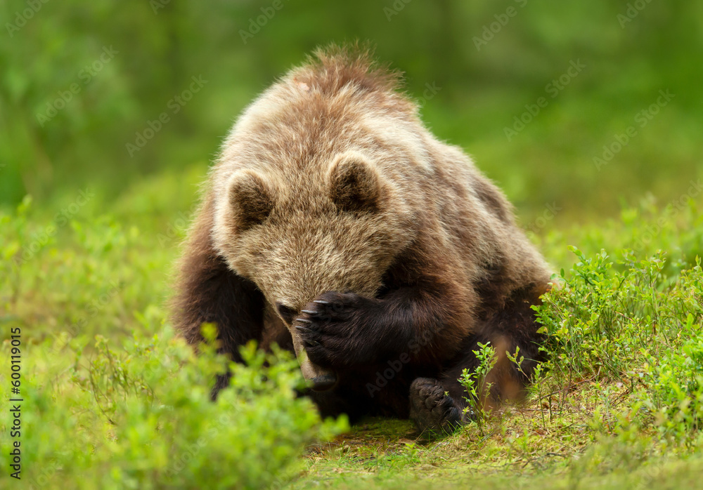 Fototapeta premium Eurasian Brown bear holding his head
