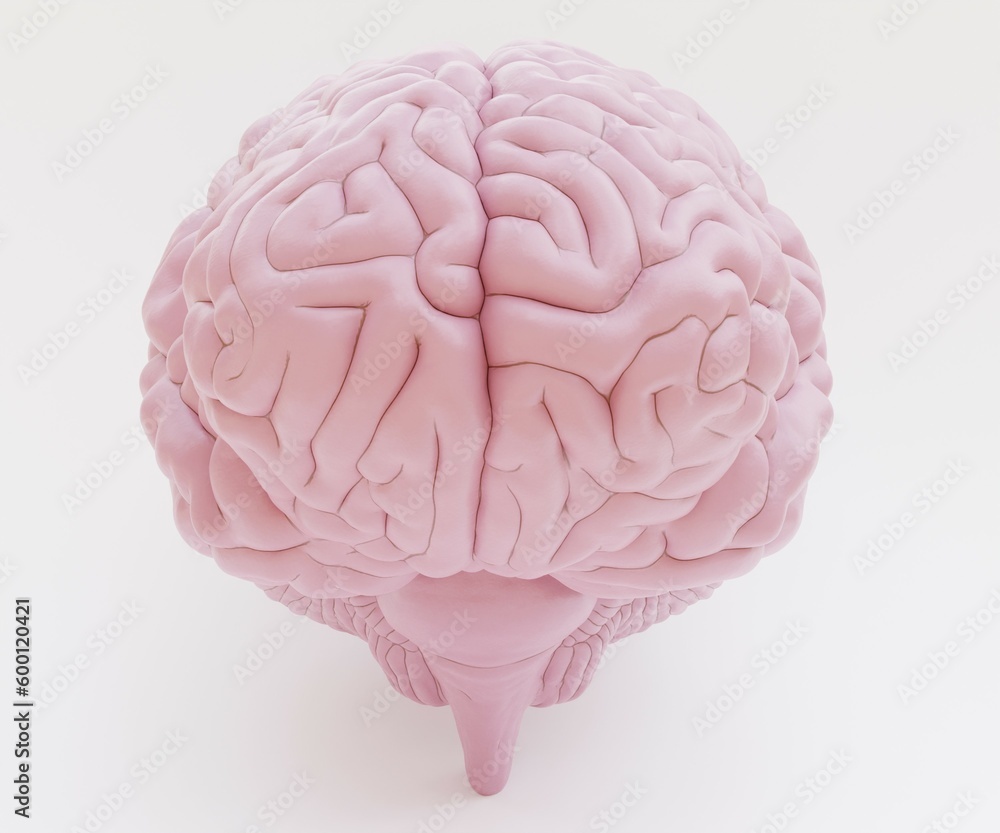 Realistic 3D Render of Plastic Human Brain Realistic 3D Render of Plastic Human Brain