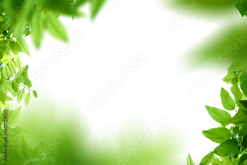 Green leaves leaves with Isolate Leaves on transparent background PNG file and Leaves background frame