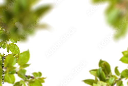 Green leaves leaves with Isolate Leaves on transparent background PNG file and Leaves background frame