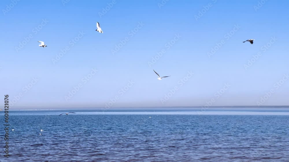 The flight of a bird. Birds, seagulls soar in the blue sky over the sea. Silhouettes of birds in a clear blue sky. A flock of birds. Ocean. Flying over water. The concept of freedom. The flight of a bird. Birds, seagulls soar in the blue sky over the sea. Silhouettes of birds in a clear blue sky. A flock of birds. Ocean. Flying over water. The concept of freedom.