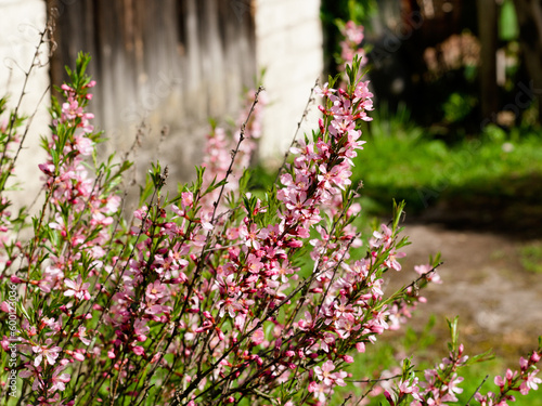 Flowering shrub, tree with pink flowers. Low almond blossoms in spring. Close-up of flowers and blurred background.