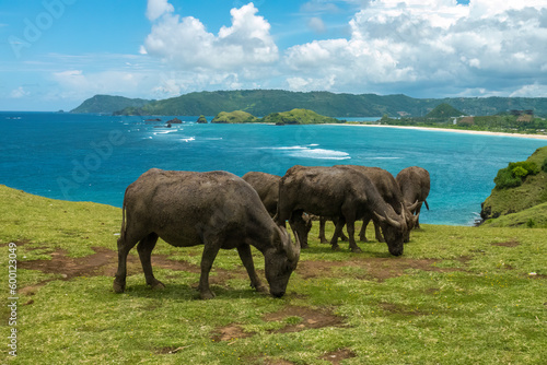 Water buffalos freely roaming the hills of the Mandalika coastal resort area  Central Lombok Regency  West Nusa Tenggara  Indonesia.