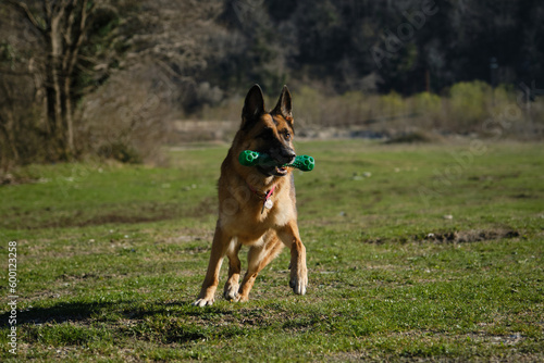 Concept of pets on walk in park. Charming active and energetic thoroughbred dog on lawn having fun. German Shepherd dog runs on green grass in field and plays with toy.