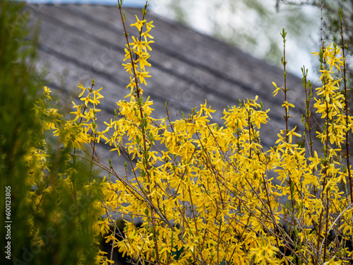Flowering shrub, tree with yellow flowers. Forsythia - a sunny shrub that blooms before the leaves bloom. Close-up of flowers and blurred background.