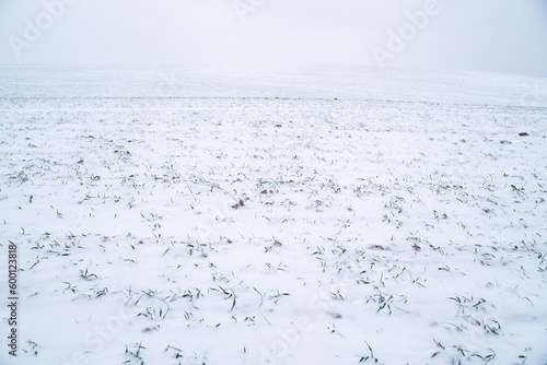 Sprouts of wheat under the snow in winter season. Growing grain crops in a cold season. Agriculture process with a crop cultures.