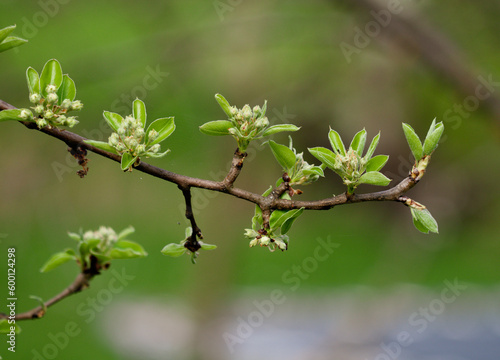 Flowering shrub, tree with white flowers. Spring, pear blossoms. Flower with white petals, wooden buds. Close-up of flowers and blurred background. © Aija Freiberga