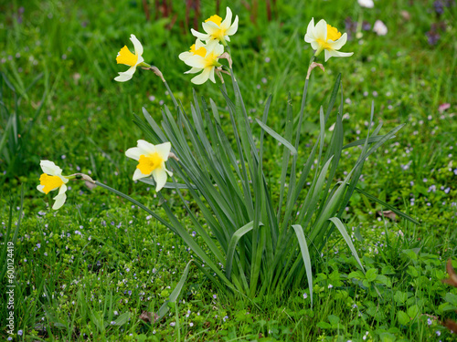 Spring, green grass, blooming daffodils. A flower with yellow petals. Close-up of flowers and blurred background.