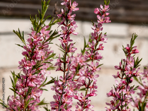 Flowering shrub, tree with pink flowers. Low almond blossoms in spring. Close-up of flowers and blurred background.