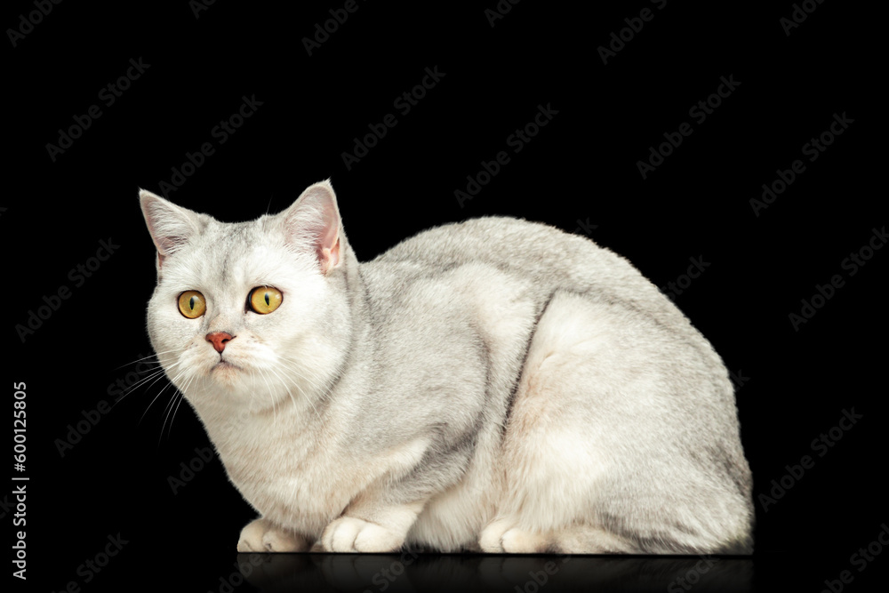 Beautiful British cat color silver chinchilla.