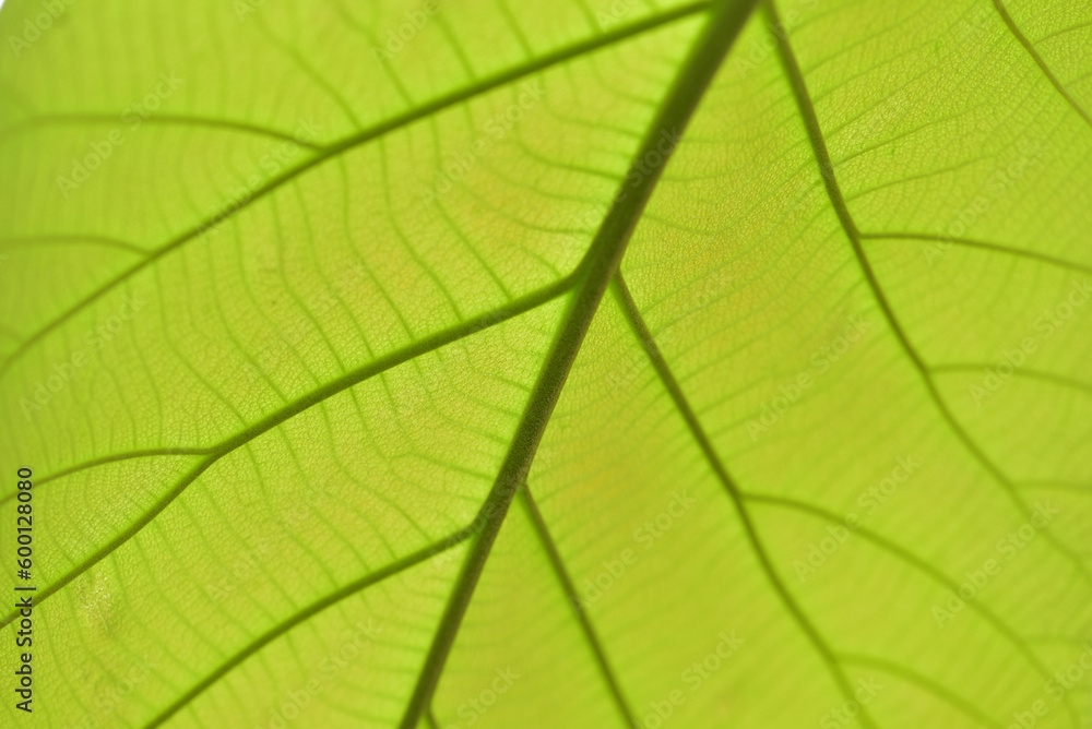 full frame translucent green leaves Leaf texture pattern for spring background, green leaves, ecology concept. Freshness. full frame translucent green leaves Leaf texture pattern for spring background, green leaves, ecology concept. Freshness.