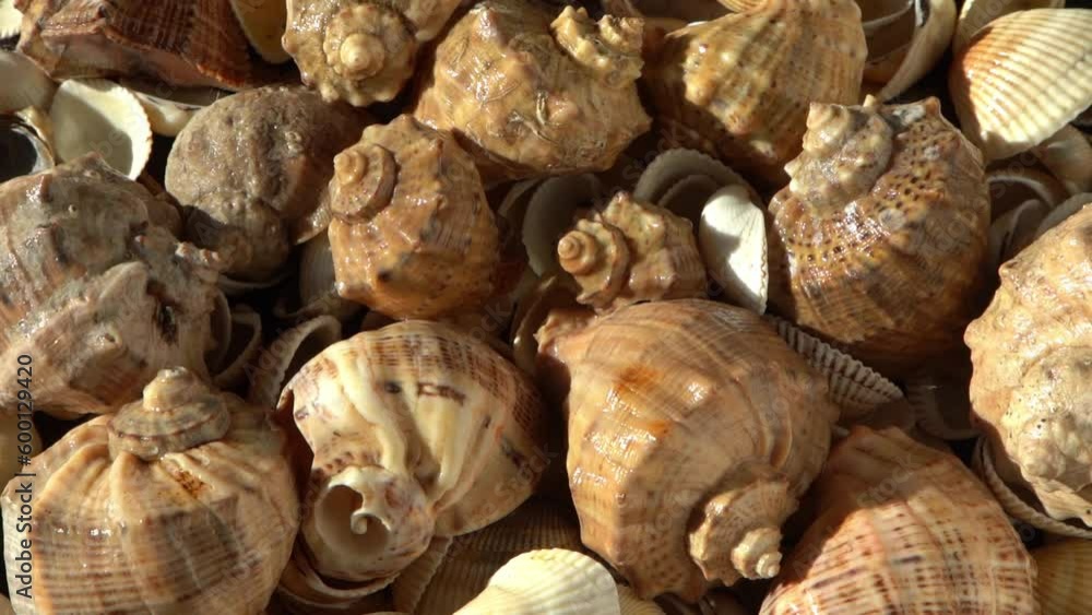 Sea shells on the beach. Summer background. Rapan conch shell top view. Beige light color. Aesthetic minimalism. Nature beauty. Mixed multi colorful seashells. Ocean coast. Seashell sun light Sea shells on the beach. Summer background. Rapan conch shell top view. Beige light color. Aesthetic minimalism. Nature beauty. Mixed multi colorful seashells. Ocean coast. Seashell sun light