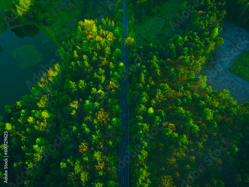 A breathtaking aerial photo of a lush forest with a road cutting through it. The dappled light filtering through the leaves creates a serene and peaceful atmosphere.