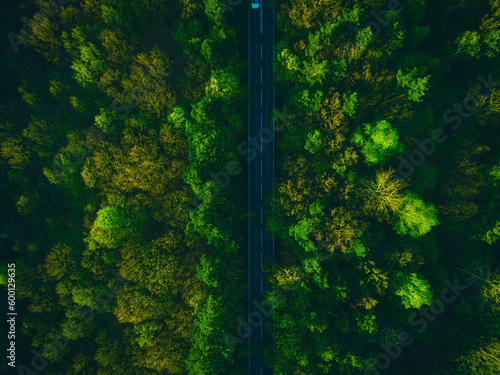A breathtaking aerial photo of a lush forest with a road cutting through it. The dappled light filtering through the leaves creates a serene and peaceful atmosphere.