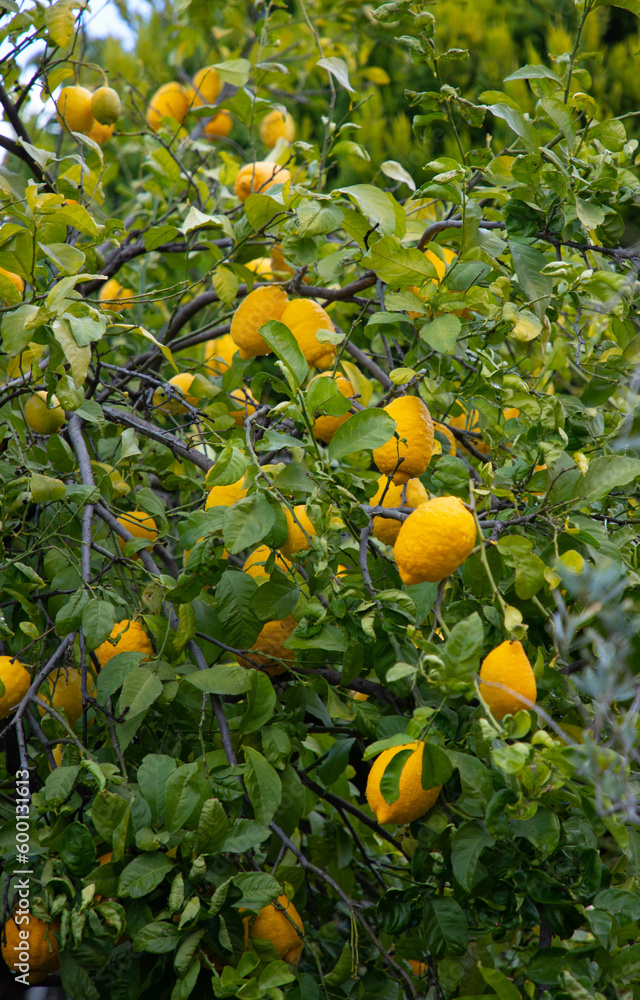 tree with ripe yellow lemons